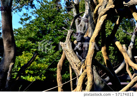 橫濱ZOORASIA Zoo Chimpanzee 57174811