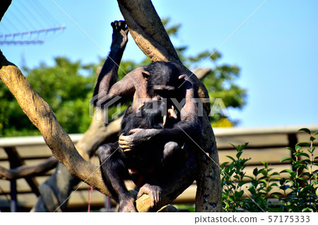 橫濱ZOORASIA Zoo Chimpanzee 57175333