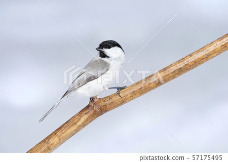 Hashibutogara札幌市 57175495