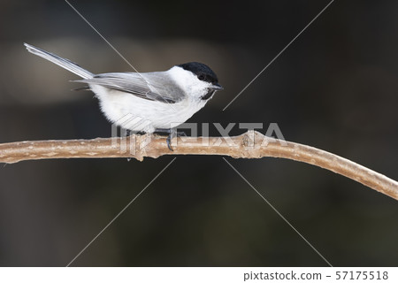 Hashibutogara Sapporo City 57175518