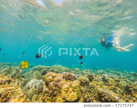 Happy woman in snorkeling mask dive underwater with tropical fishes in coral reef sea pool. Travel Happy woman in snorkeling mask dive underwater with tropical fishes in coral reef sea pool. Travel 57175747