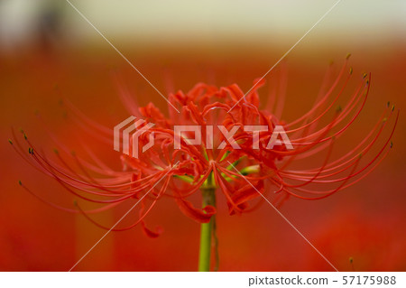 Red and red flowers 57175988