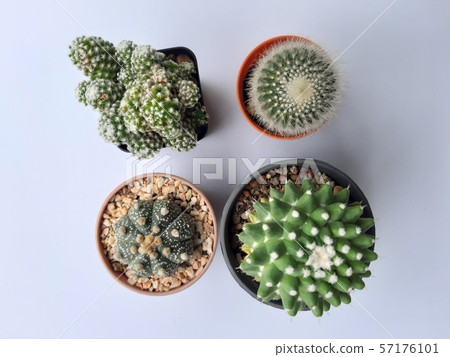 Four different kind of cactus Four different kind of cactus 57176101