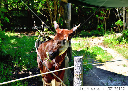 橫濱ZOORASIA Zoo Okapi 橫濱ZOORASIA Zoo Okapi 57176122