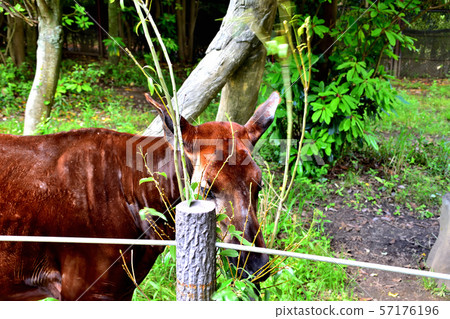 Yokohama ZOORASIA Zoo Okapi Yokohama ZOORASIA Zoo Okapi 57176196
