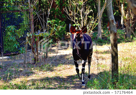 橫濱ZOORASIA Zoo Okapi 橫濱ZOORASIA Zoo Okapi 57176464