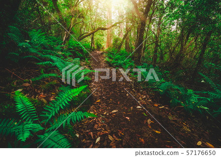 Beautiful rainforest jungle in Tasmania, Australia Beautiful rainforest jungle in Tasmania, Australia 57176650