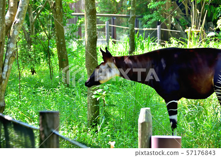 橫濱ZOORASIA Zoo Okapi 橫濱ZOORASIA Zoo Okapi 57176843