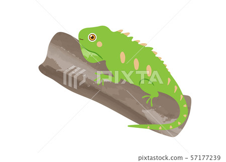 iguana iguana 57177239