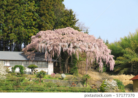 Nakamori red weeping cherry tree (Tamura City, Fukushima Prefecture) 57177370