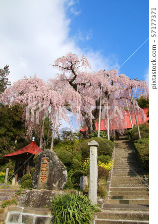 在Daisho-ji Temple（福島縣田村市）的紅色垂枝櫻花 57177371