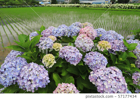 在神奈川縣小垣郡開成町的鄉下的Ajisai no Sato 57177434