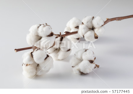 Cotton 57177445