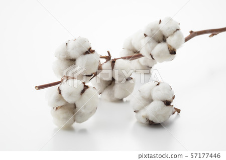 Cotton Cotton 57177446