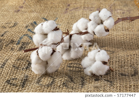 Cotton 57177447