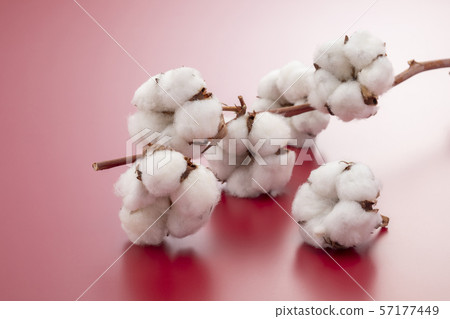 Cotton Cotton 57177449
