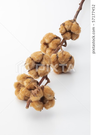 棉花 棉花 57177452