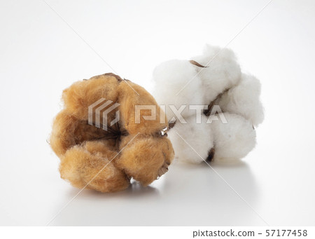 Cotton Cotton 57177458