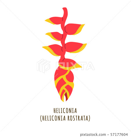 Heliconia tropical flower Heliconia tropical flower 57177604