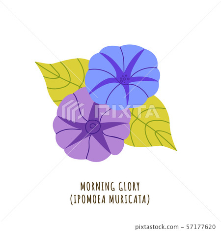 Morning glory tropical flower 57177620