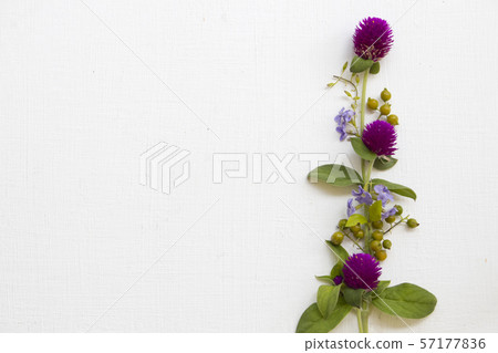 colorful purple flowers amaranth with little flowers local flora of asia colorful purple flowers amaranth with little flowers local flora of asia 57177836