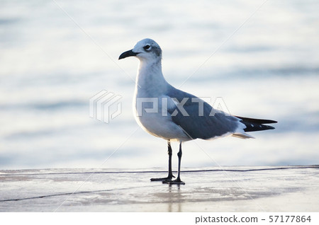 海鷗海 57177864