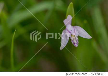 Pogonia粳 57178310