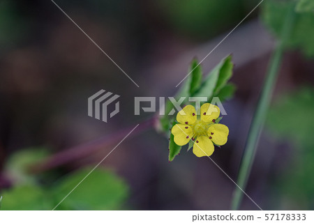 飛希伯來草莓 57178333