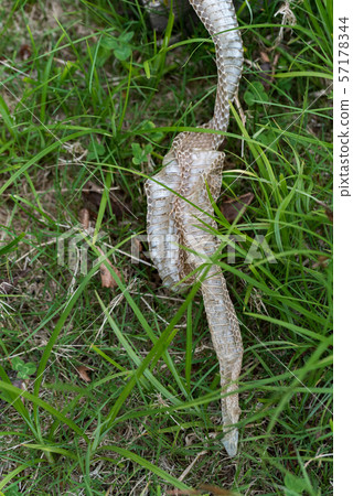 Snake's shell 57178344