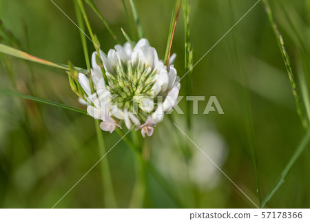 White clover flower 57178366