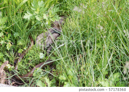 Snakes in the cage 57178368