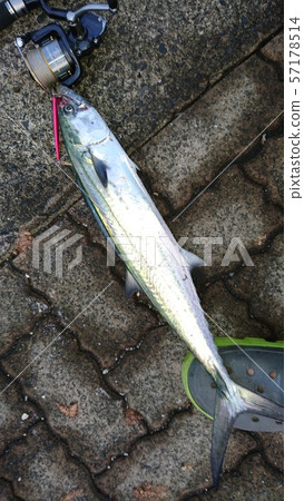 馬鮫魚 57178514