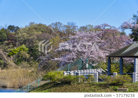 Sayamako at the time of cherry blossoms Sayamako at the time of cherry blossoms 57179238