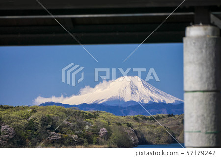 Mt. Fuji from the north shore of the Sayama Lake when cherry blossoms bloom 57179242
