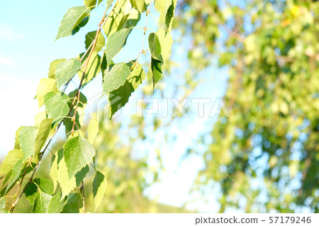 Natural background. Spring background with bright Natural background. Spring background with bright 57179246