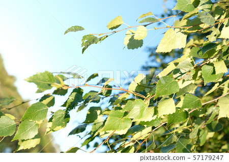 Natural background. Spring background with bright Natural background. Spring background with bright 57179247