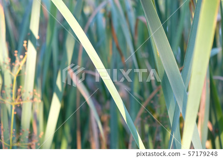 These large reeds are sometimes called bulrushes. These large reeds are sometimes called bulrushes. 57179248