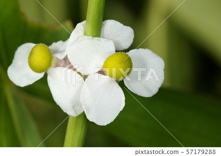 Natural plants Omodaka, female flowers with pistil gathered in a spherical shape. Place female flowers on the lower side of male flowers above the inflorescences Natural plants Omodaka, female flowers with pistil gathered in a spherical shape. Place female flowers on the lower side of male flowers above the inflorescences 57179288