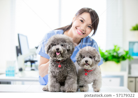 pet dog and the vet 57179322
