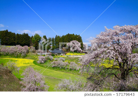 戰場垂枝櫻花（福島縣，日本松市） 57179643
