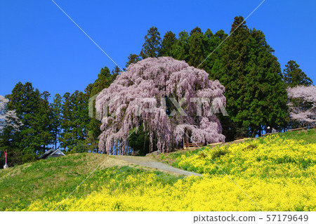Battlefield weeping cherry tree (Fukushima Prefecture, Nihonmatsu City) 57179649