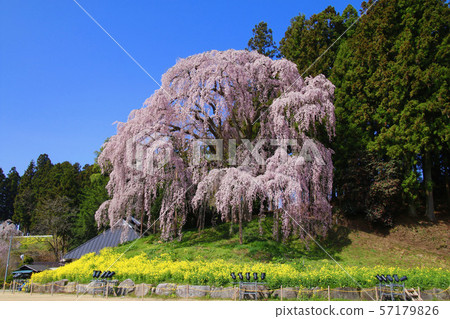 Battlefield weeping cherry tree (Fukushima Prefecture, Nihonmatsu City) Battlefield weeping cherry tree (Fukushima Prefecture, Nihonmatsu City) 57179826