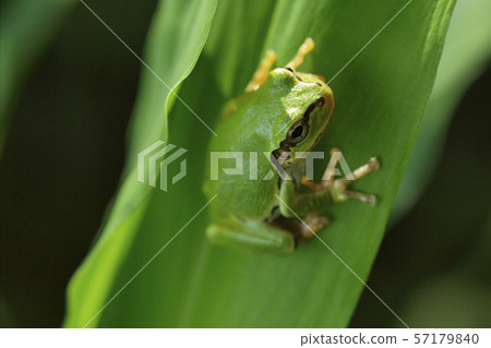 Softly Softly 57179840