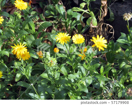 field marigold growing on a flower bed. photo field marigold growing on a flower bed. photo 57179908