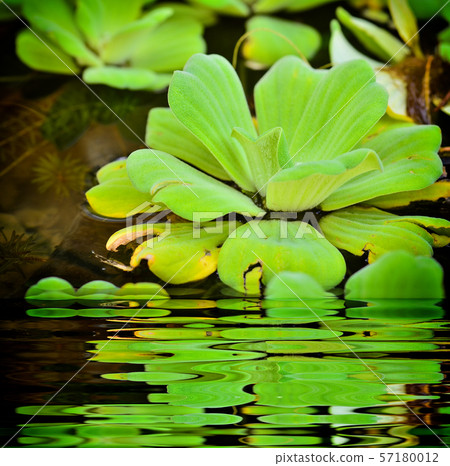 Beautiful Water Lettuce bloom Beautiful Water Lettuce bloom 57180012
