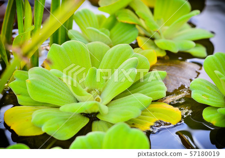 Beautiful Water Lettuce in pond Beautiful Water Lettuce in pond 57180019