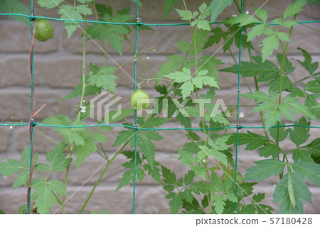 Fusen cruz Fusen cruz 57180428