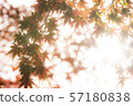 秋天的樹葉 57180838
