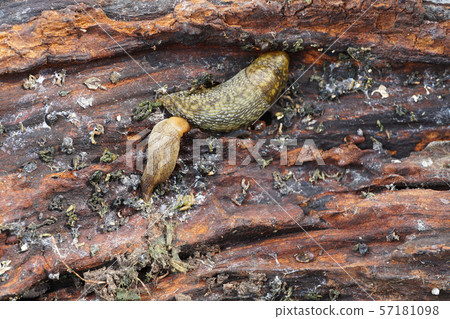 Close-up of two adult light Caucasian mollusk slug 57181098
