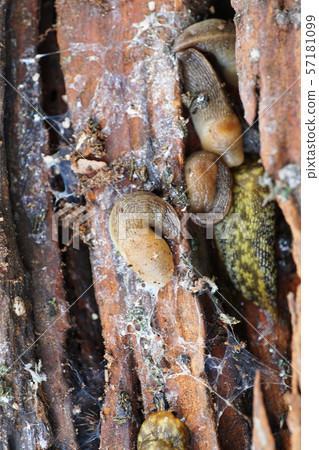 Macro in the web of the colony of the Caucasian 57181099